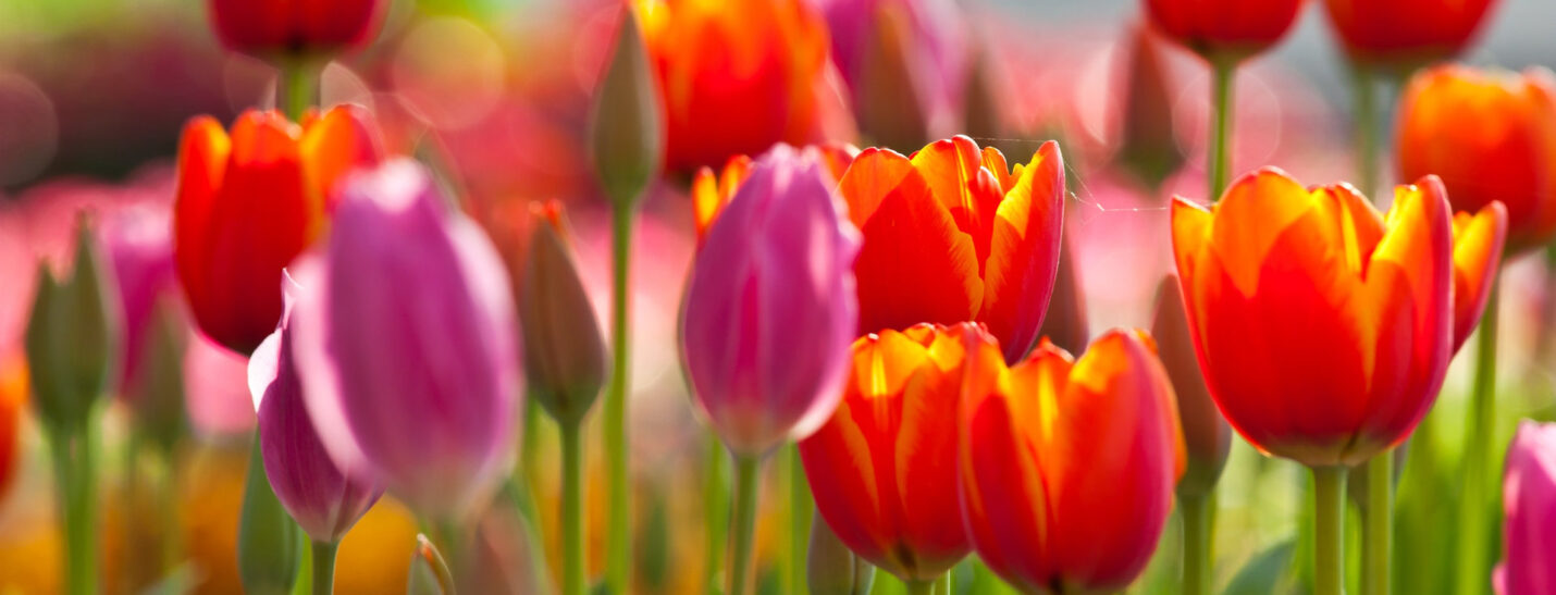 Farbenpracht: Tulpen
