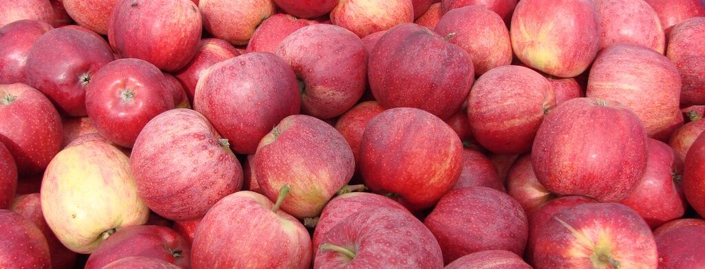Äpfel aus Brandenburg