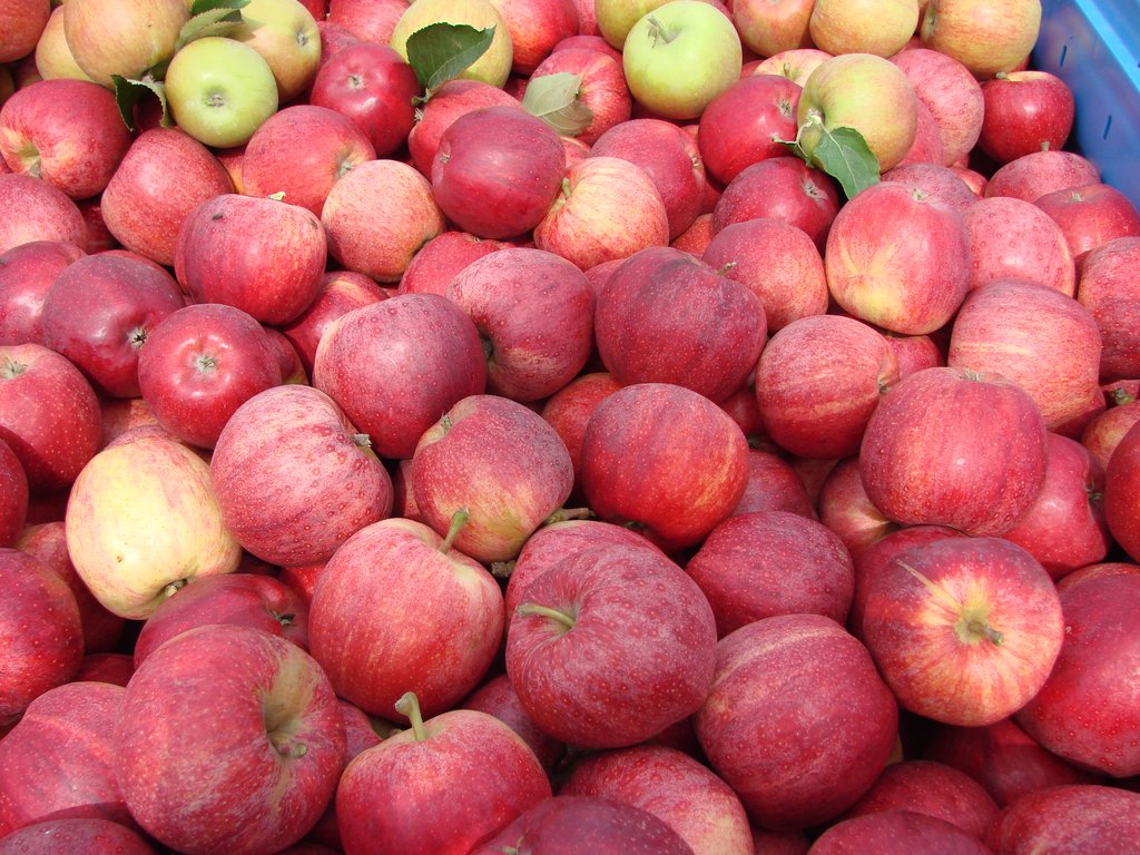Äpfel aus Brandenburg